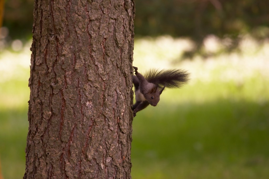_MG_4715_o_resize